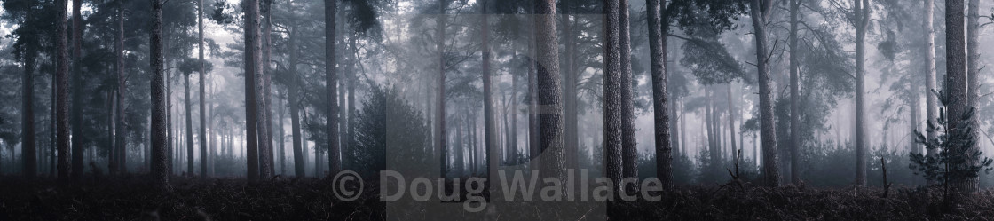 "A foggy Thetford Forest Panorama. High Lodge, Thetford, Suffolk." stock image