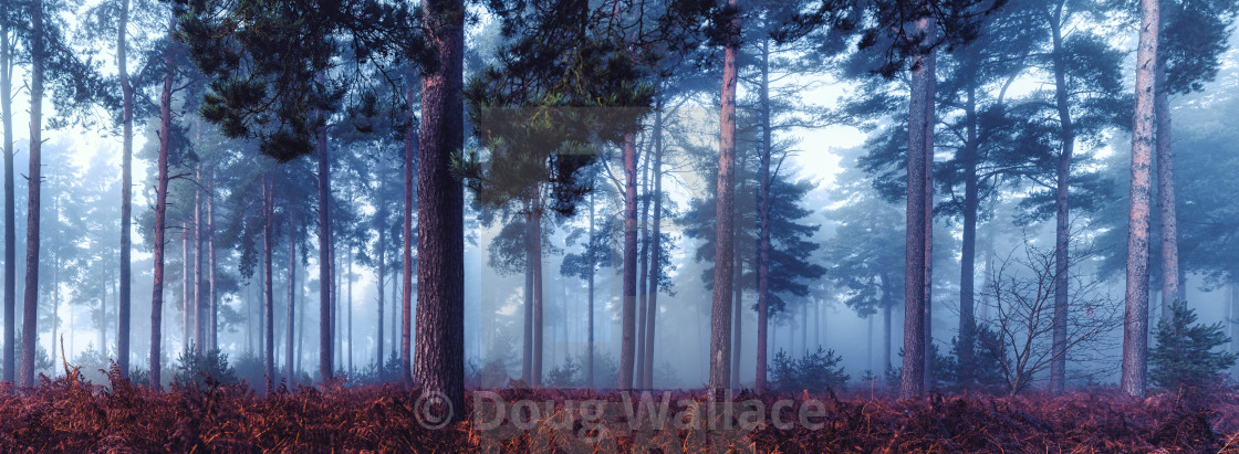 "A foggy Thetford Forest Panorama, High Lodge, Thetford, Suffolk." stock image