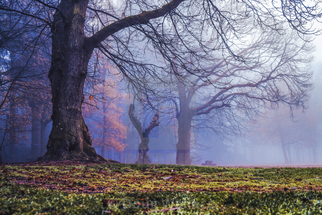 "A foggy Thetford Forest, High Lodge, Brandon UK." stock image