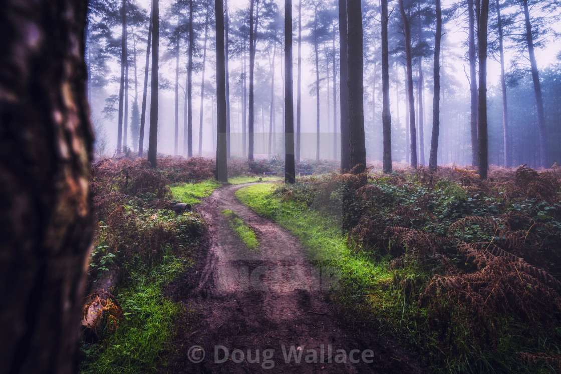 "A foggy Thetford Forest, High Lodge, Brandon UK." stock image