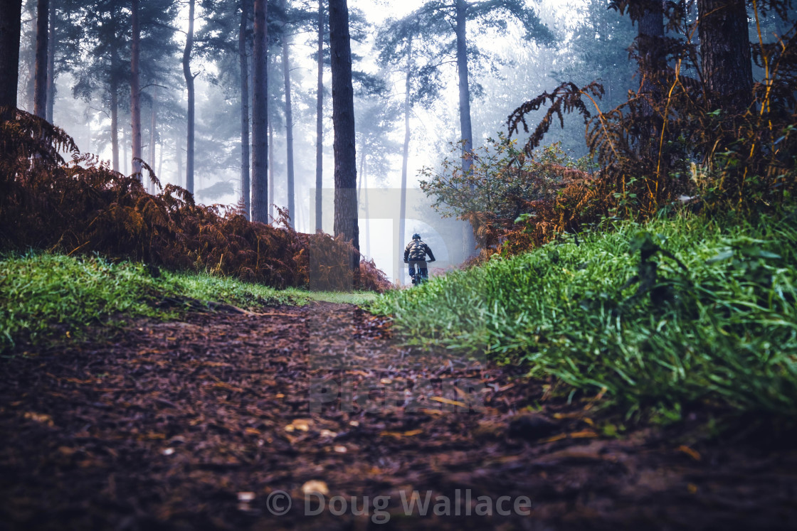 "A foggy Thetford Forest, High Lodge, Thetford, Suffolk." stock image