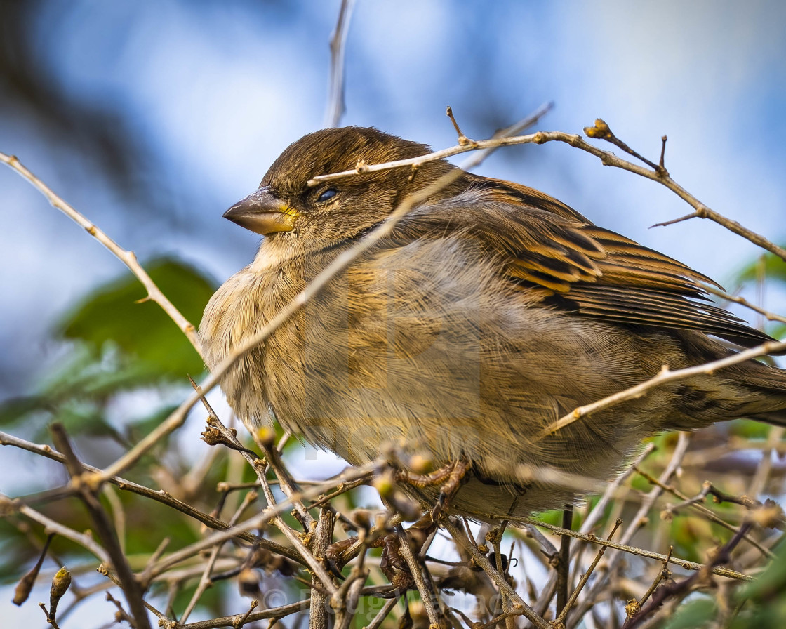 "Finch at Golden Hour, Cambridge UK." stock image