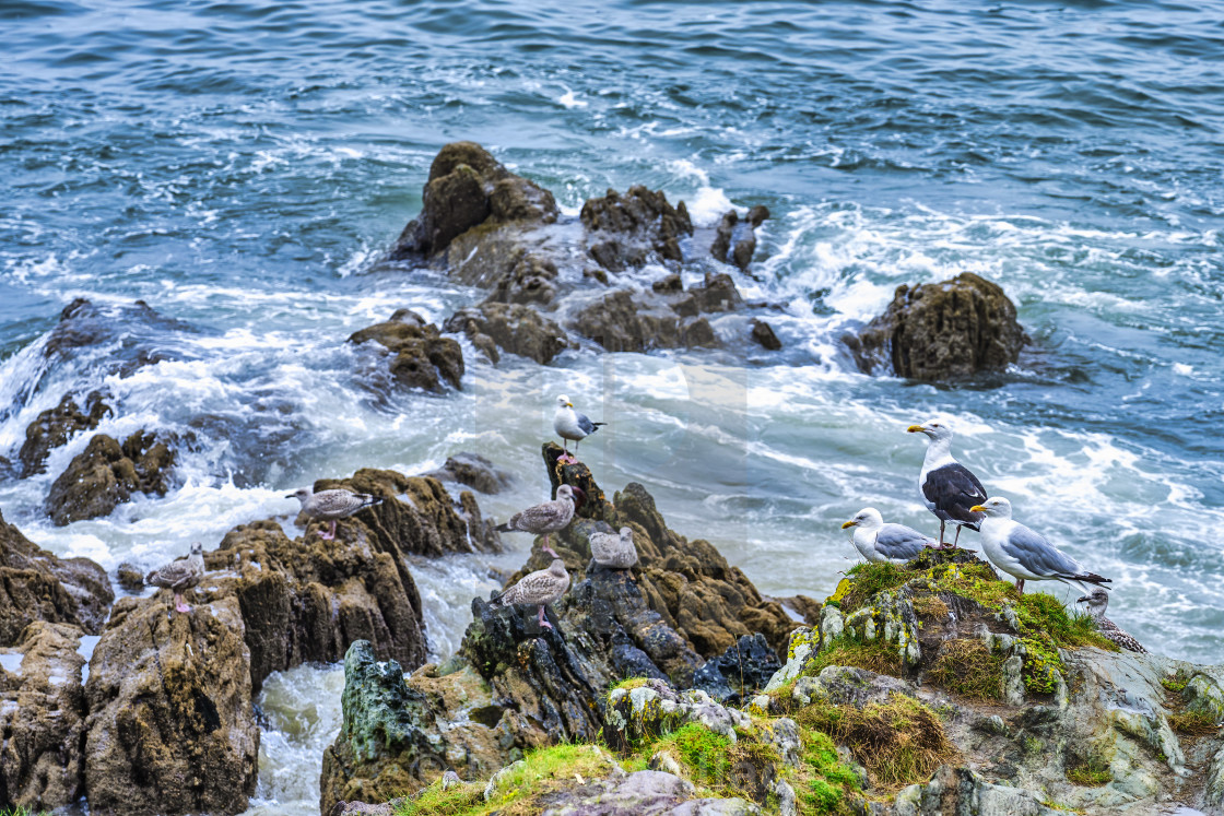 "Seagulls from Cawsand Bay, Cornwall UK." stock image