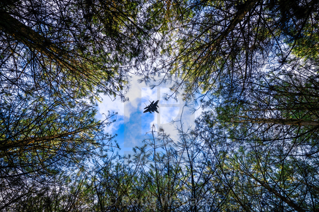 "F/A-18 Hornet over Thetford Forest Treetops, High Lodge, Brandon." stock image