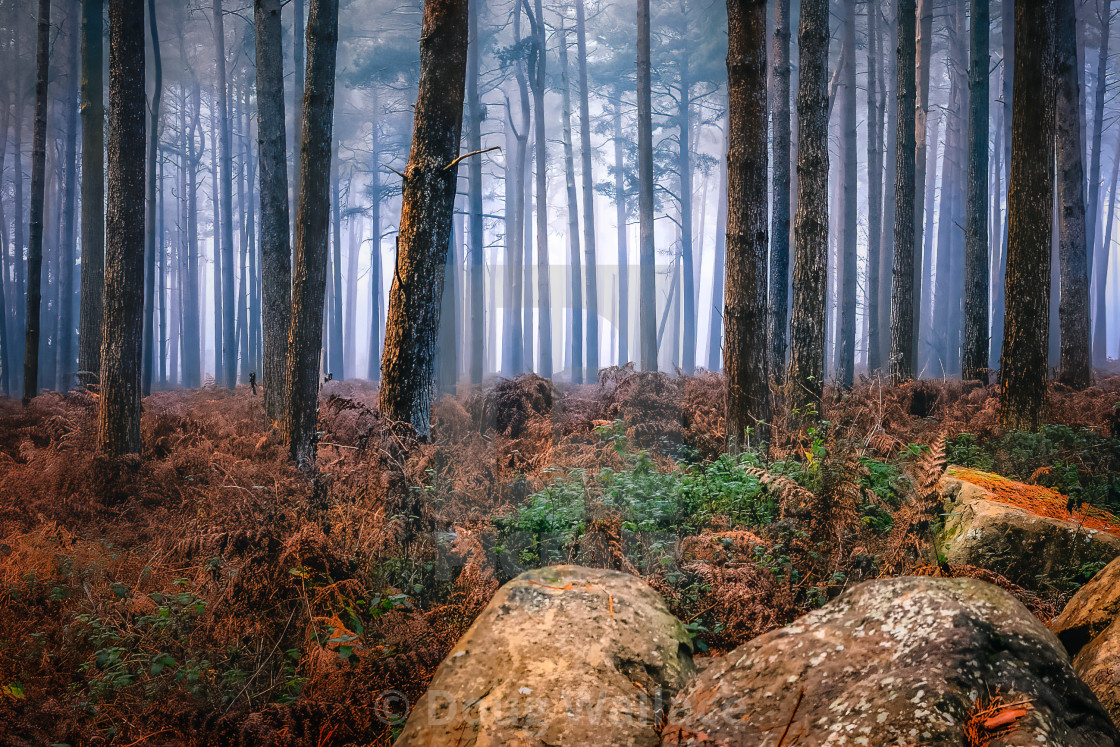 "A foggy Thetford Forest, UK" stock image