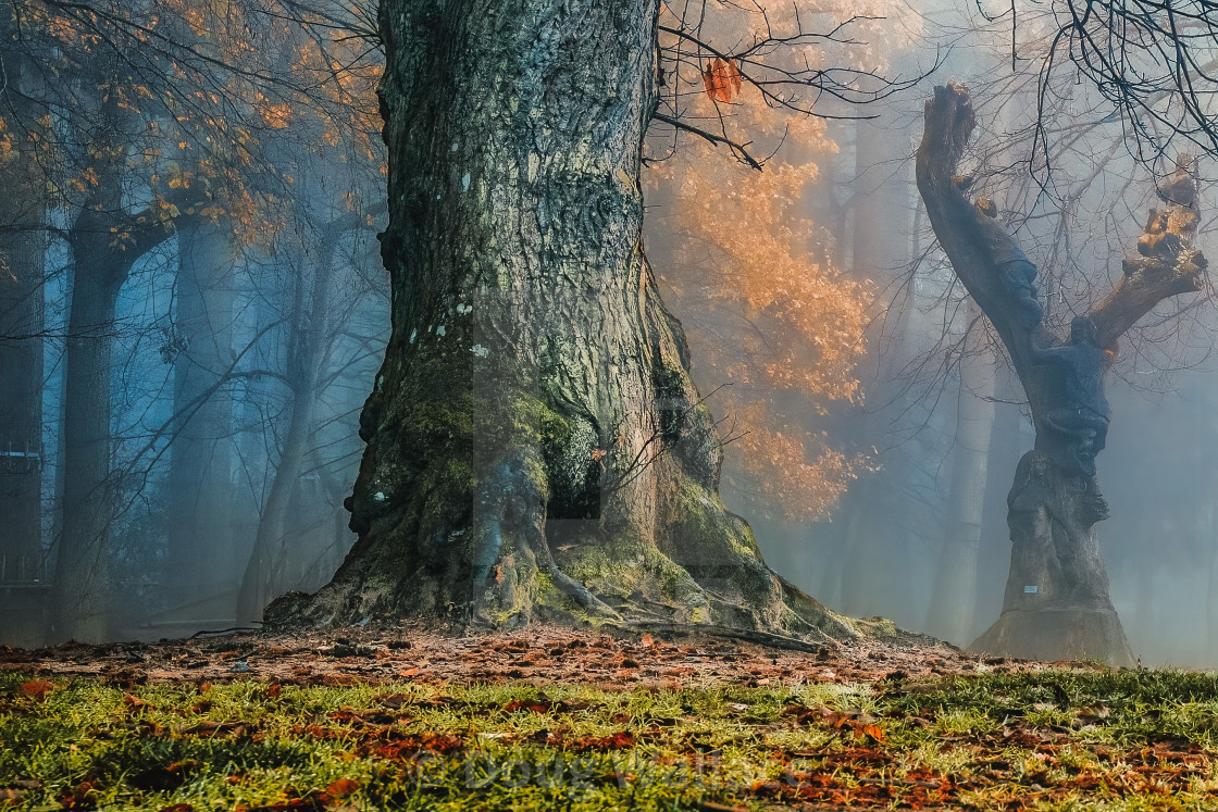 "A foggy morning from Thetford Forest." stock image