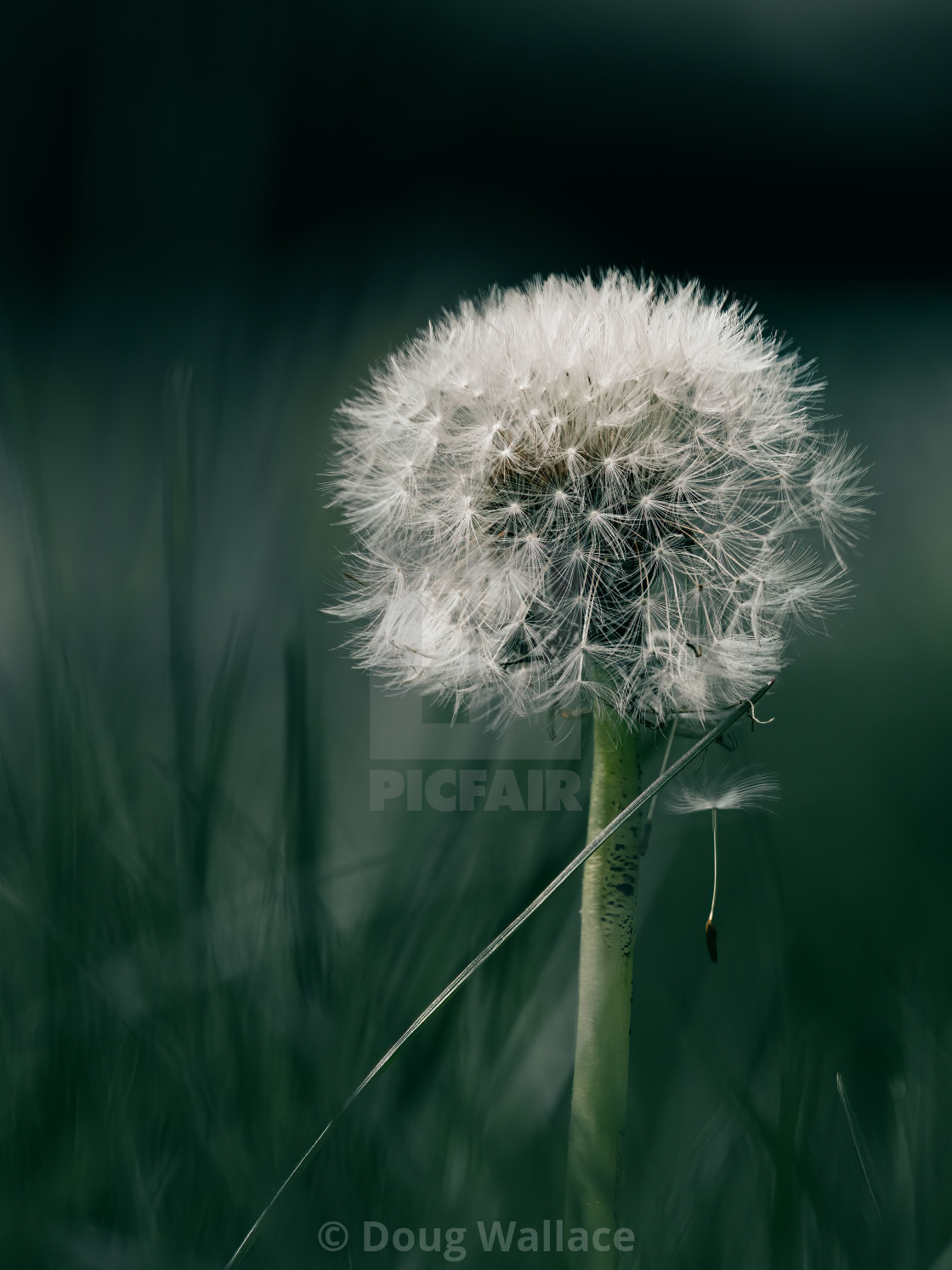 "Dandelion seed head." stock image