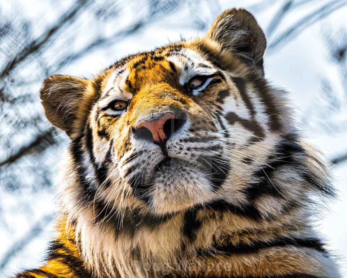 "Tiger from Colchester Zoo, UK." stock image