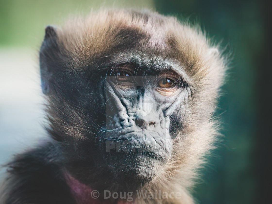 "A portrait of a Gelada Baboon, Colchester Zoo." stock image