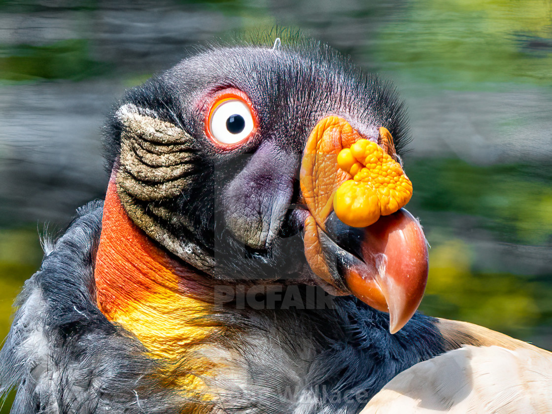 "King Vulture, Colchester Zoo." stock image