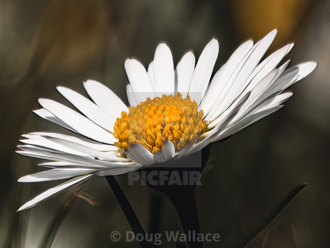 "A flowering Daisy, Cambridge UK." stock image