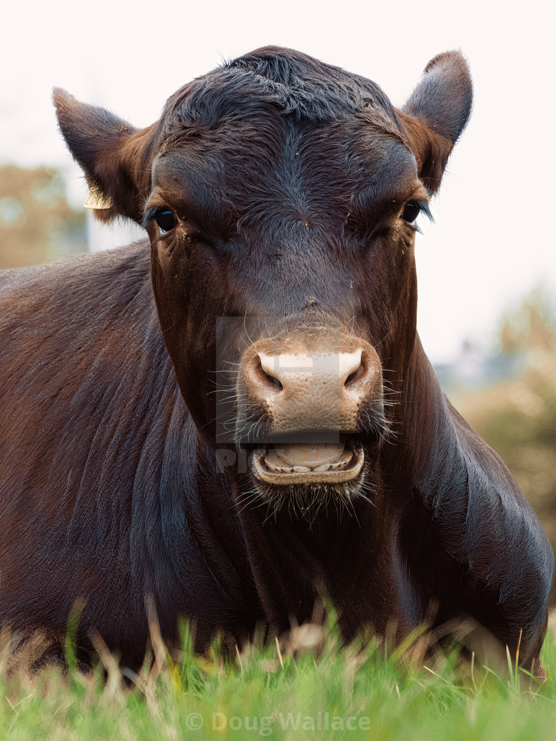 "A resting Cow from Jesus Green, Cambridge UK." stock image