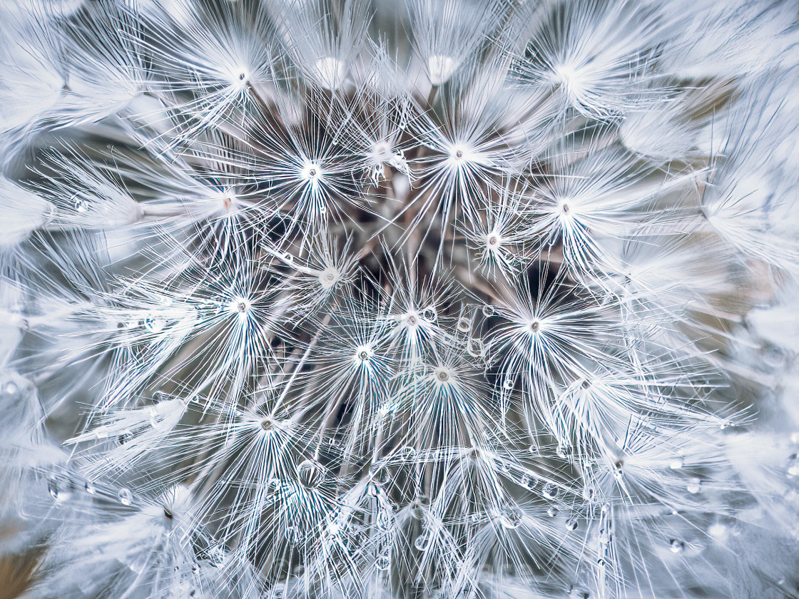 "Dandelion seed head in macro." stock image