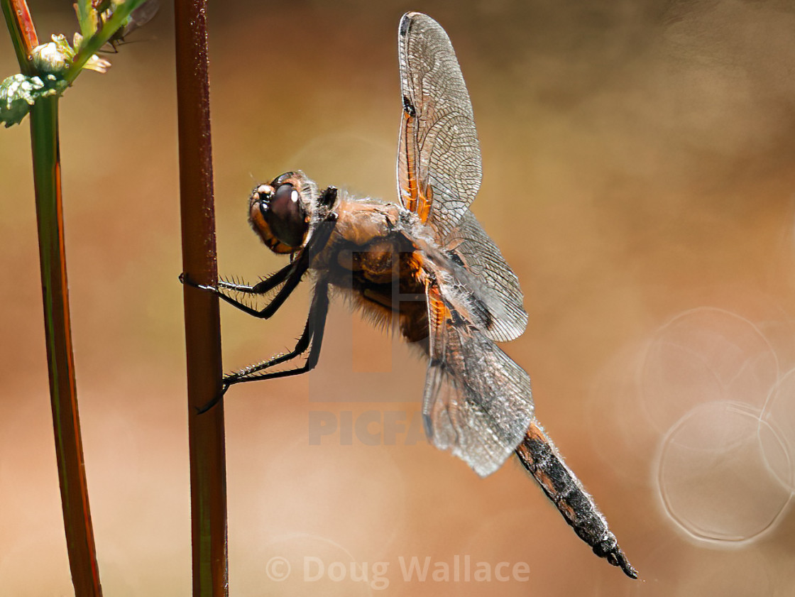 "A Dragonfly from The River Cam, Cambridge UK." stock image