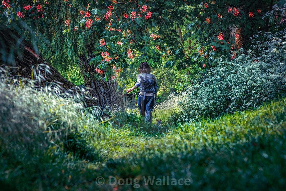 "A Spring walk along The River Cam." stock image