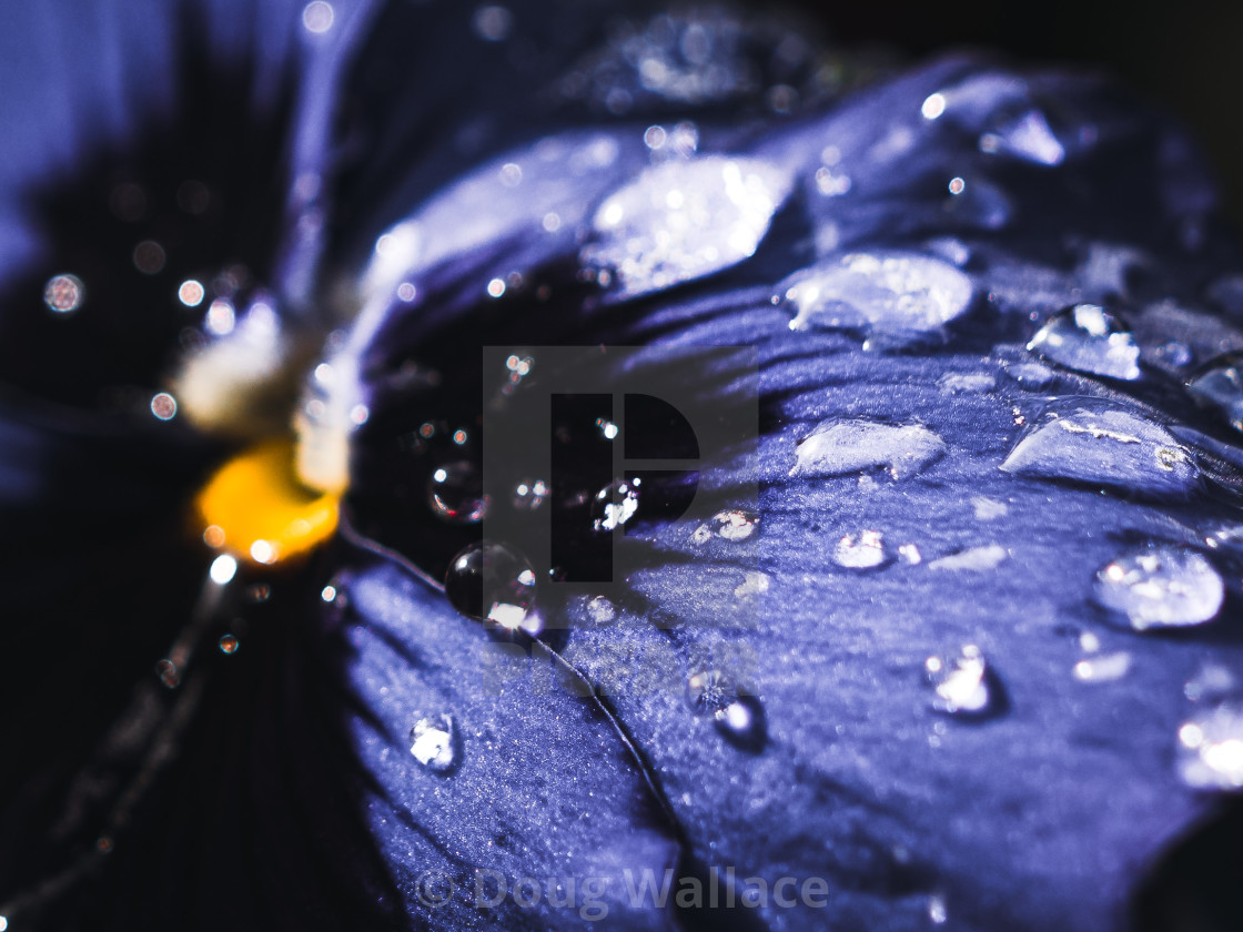 "Flower enjoying a morning shower." stock image