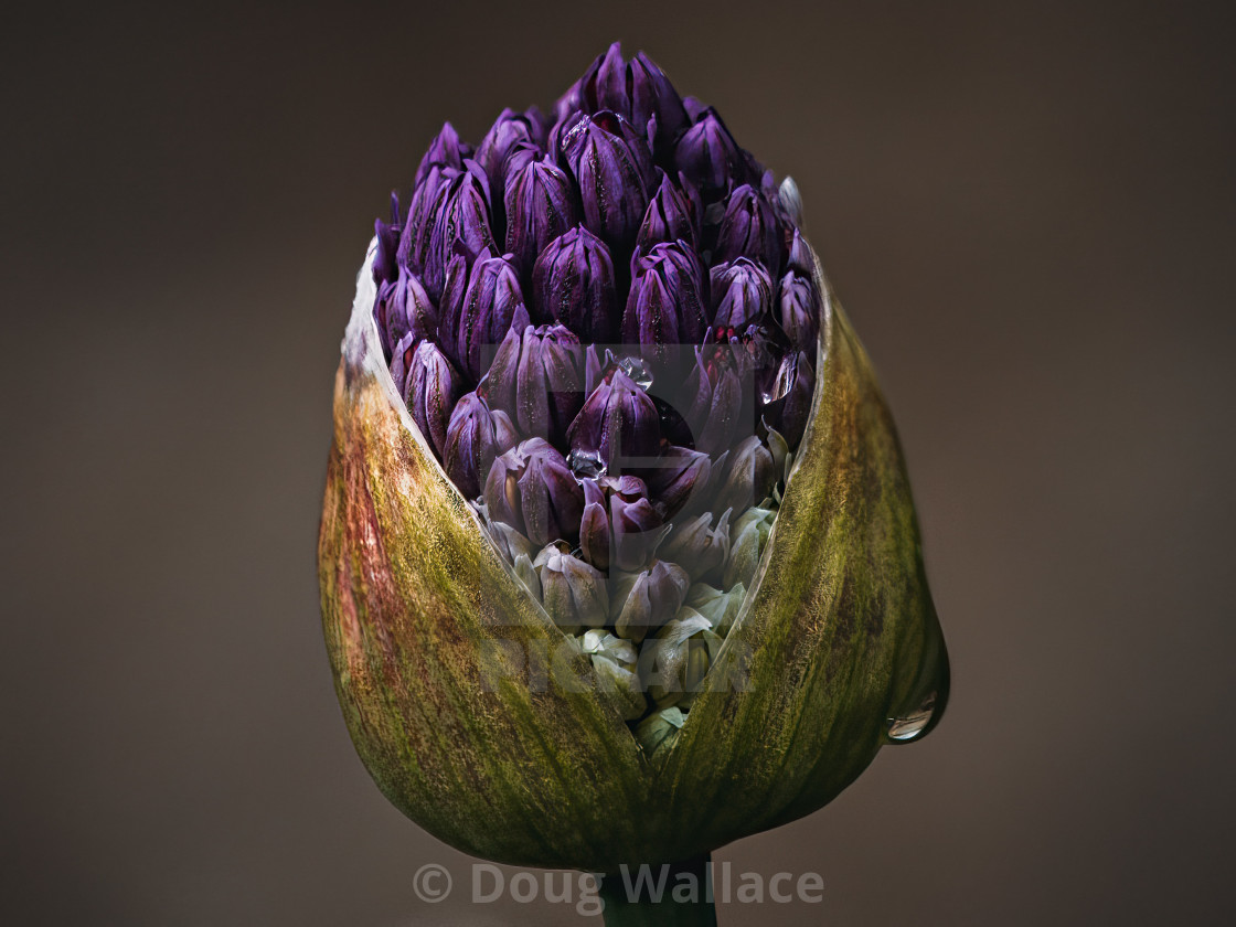 "Allium head ready to bloom." stock image