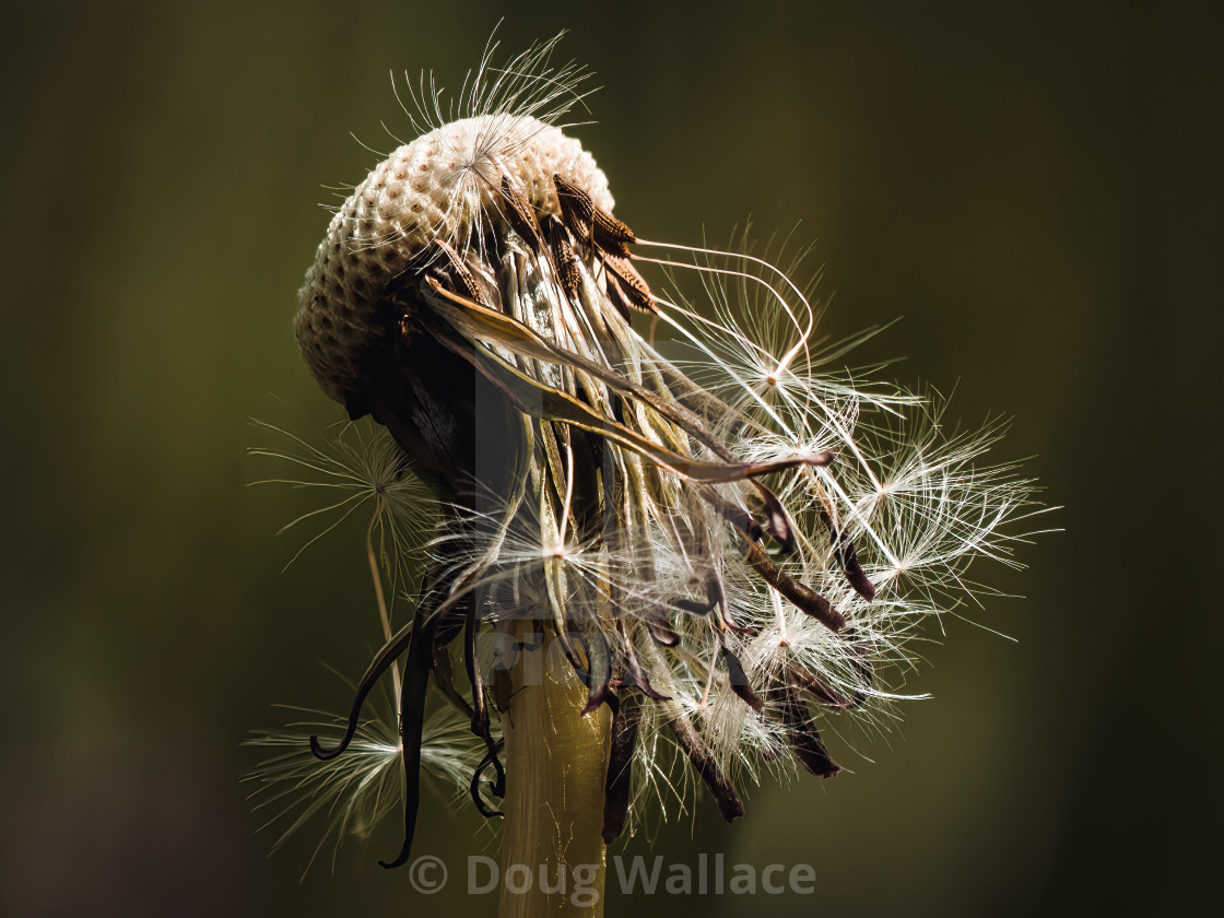 "Dandelion Seed head." stock image