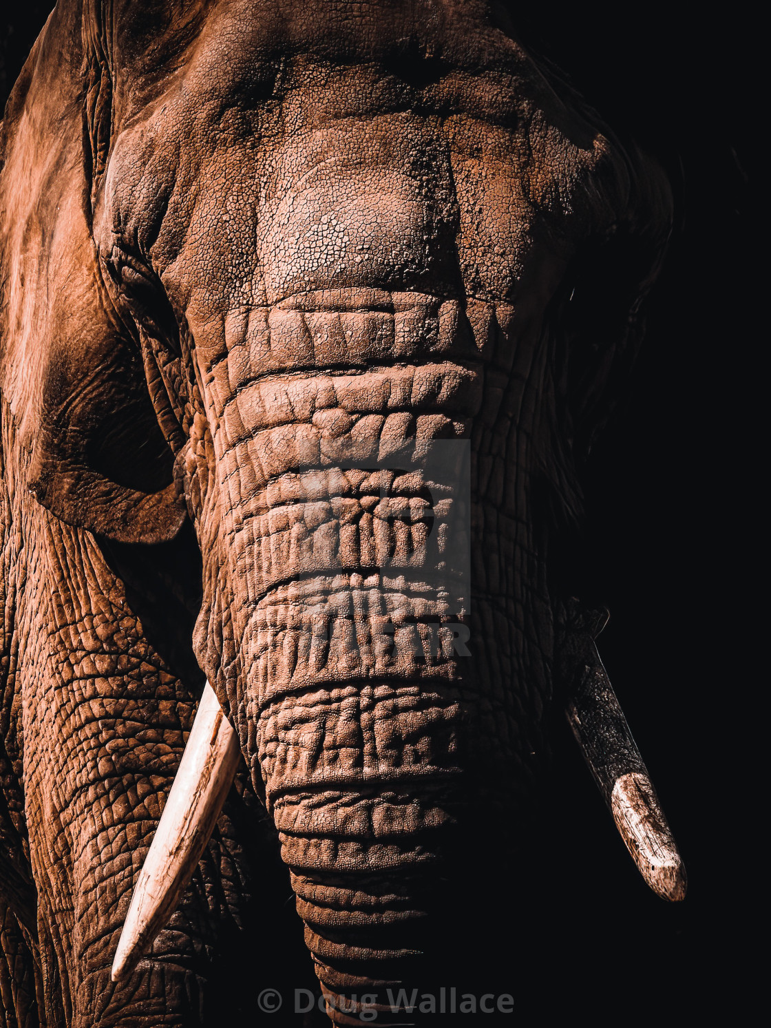 "Elephant from Colchester Zoo." stock image