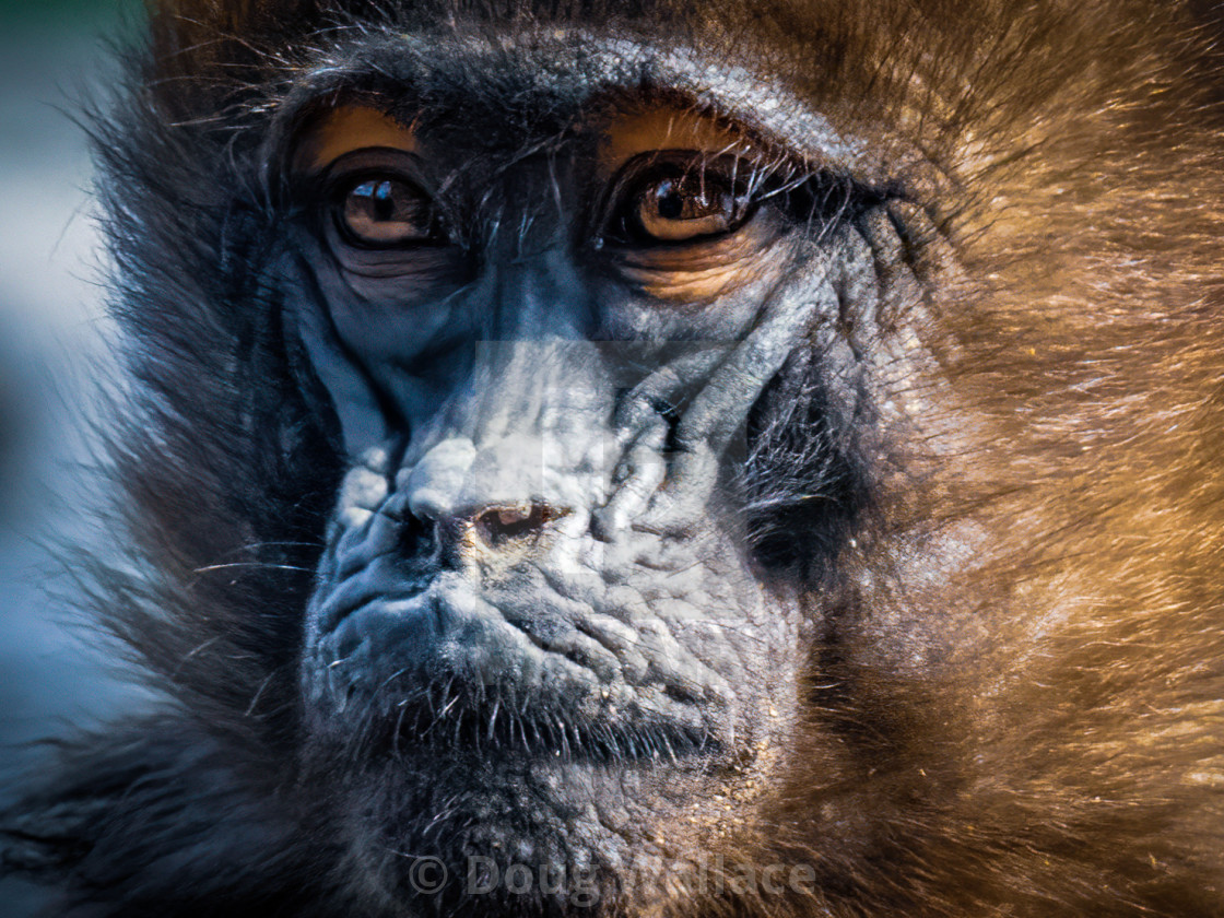 "Gelada Baboon from Colchester Zoo." stock image