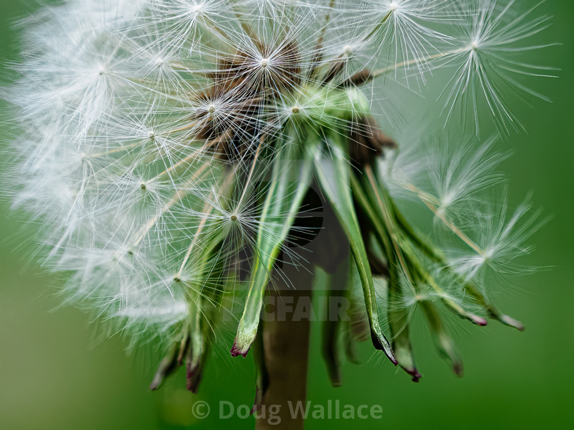 "Dandelion seed head." stock image