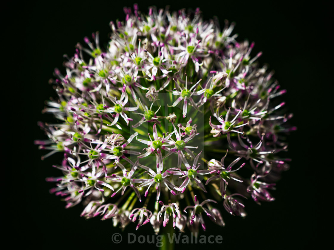 "An Allium head in bloom." stock image