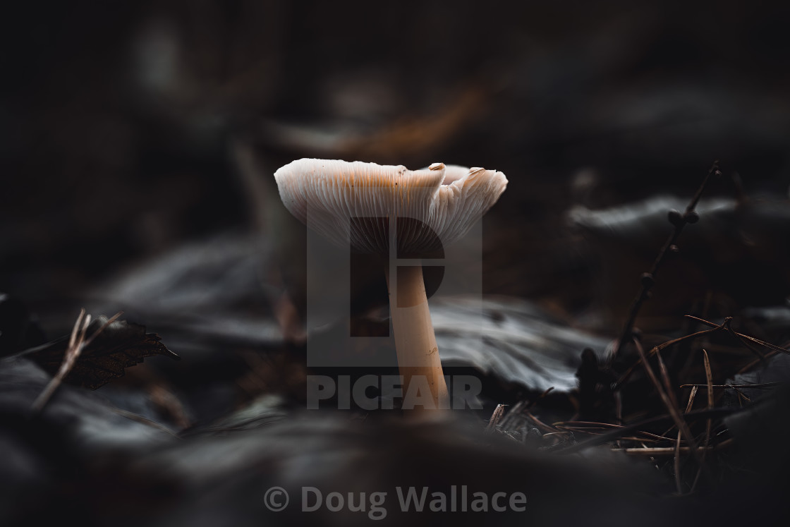 "A Mushroom in last light from Thetford Forest." stock image