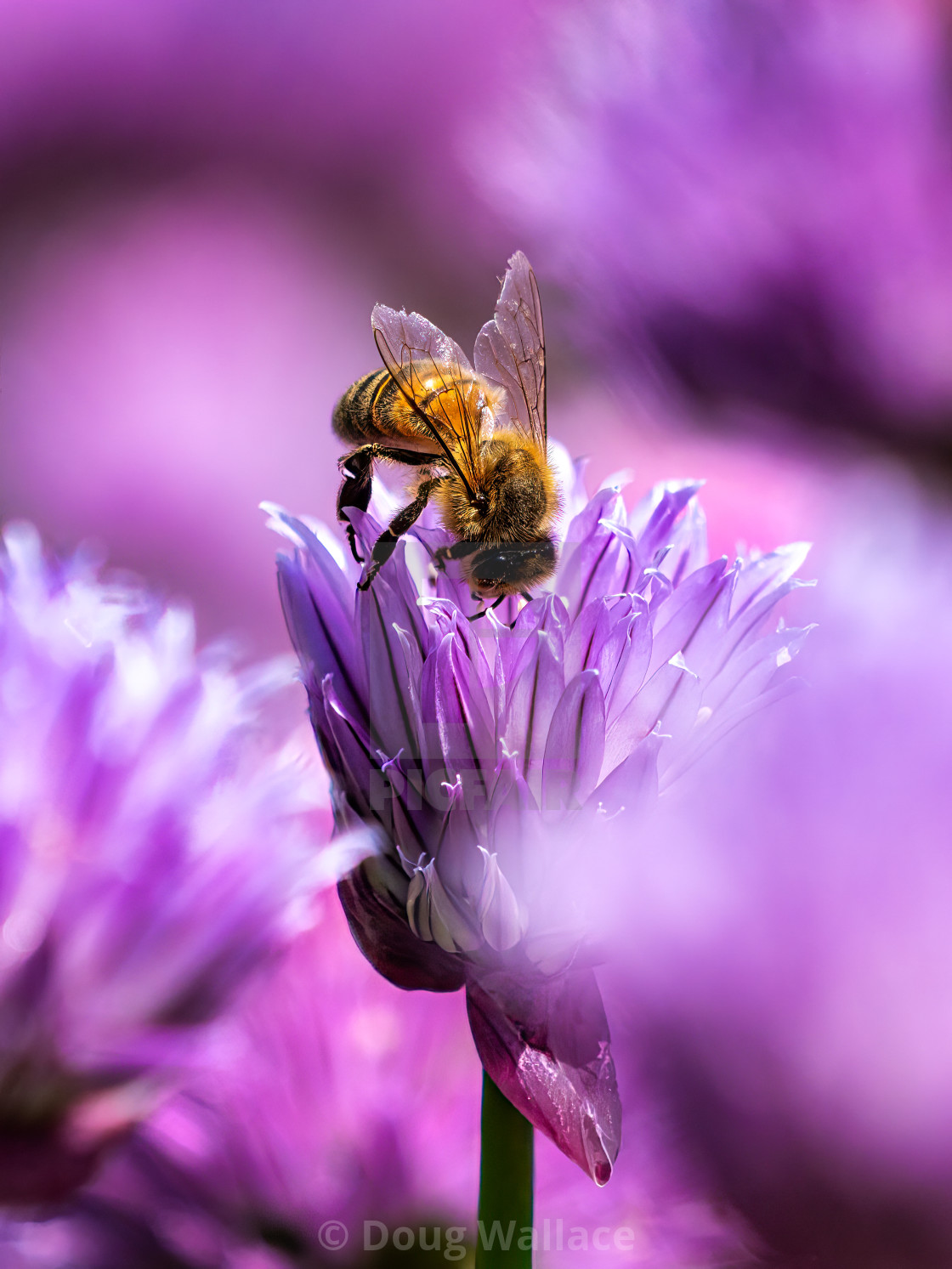 "Honey Bee collecting pollen." stock image
