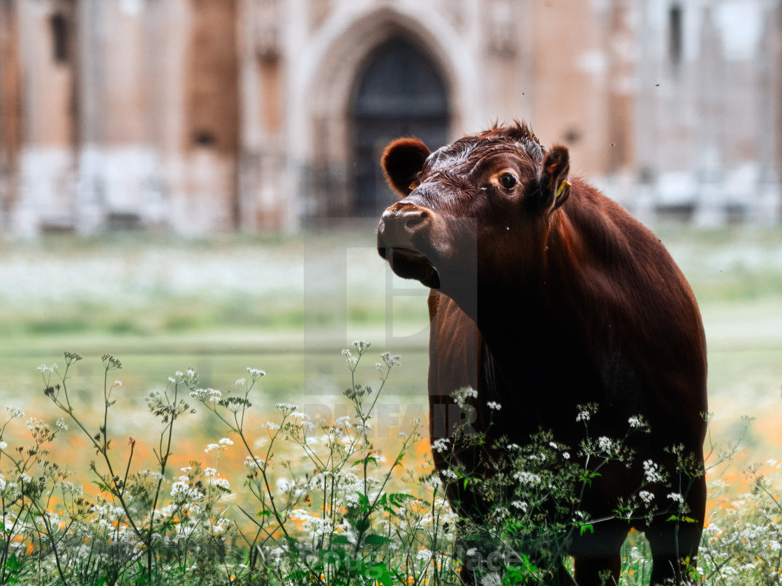 "An Inquisitive Cow from the grounds of King's College, University of Cambridge UK." stock image