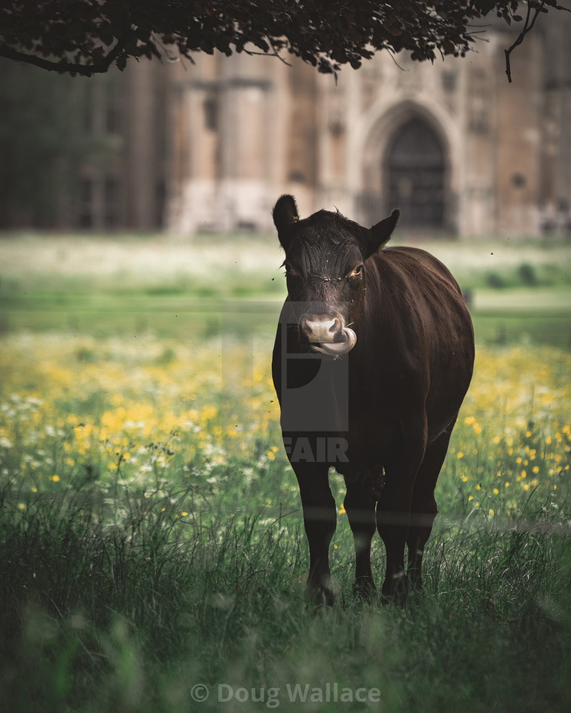 "A cow from the grounds of King's College, University of Cambridge UK." stock image