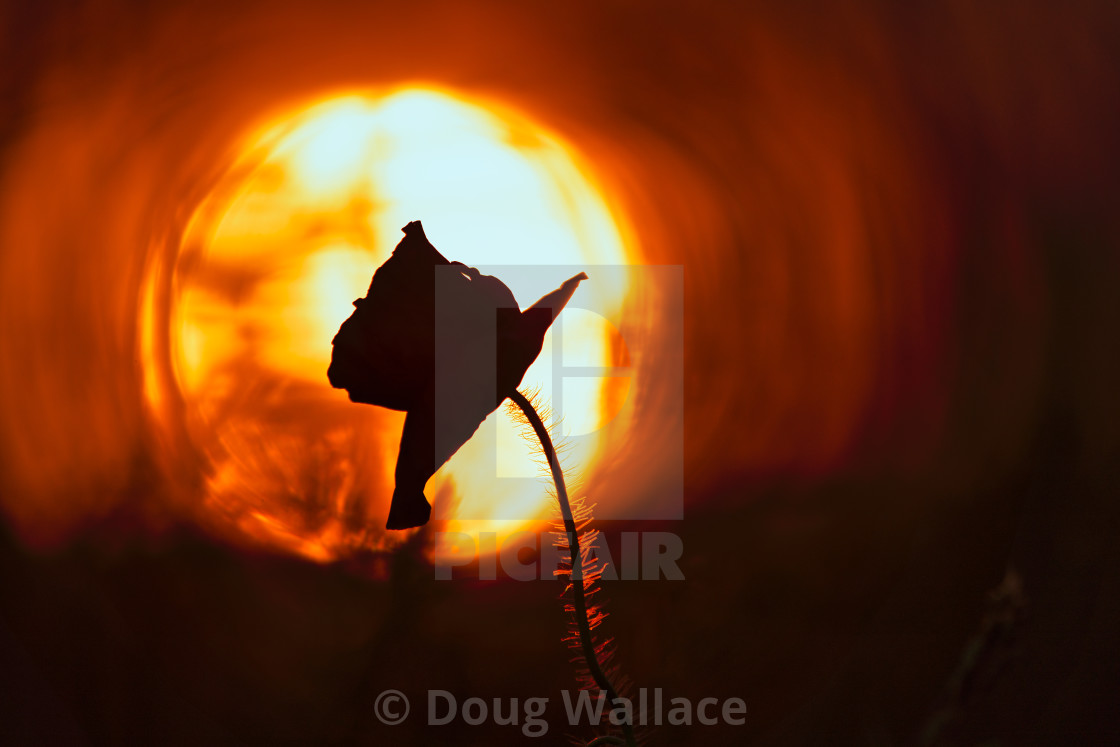 "A Poppy silhouette at sunset." stock image