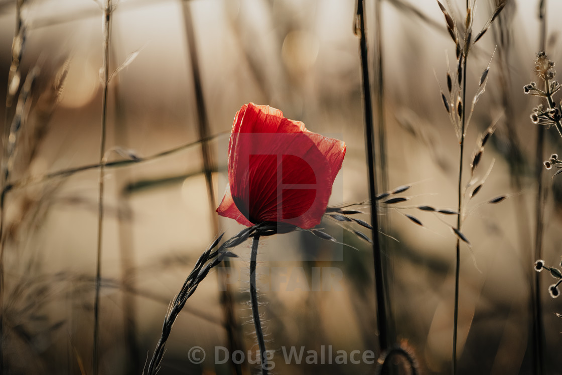 "A Poppy at sunset." stock image