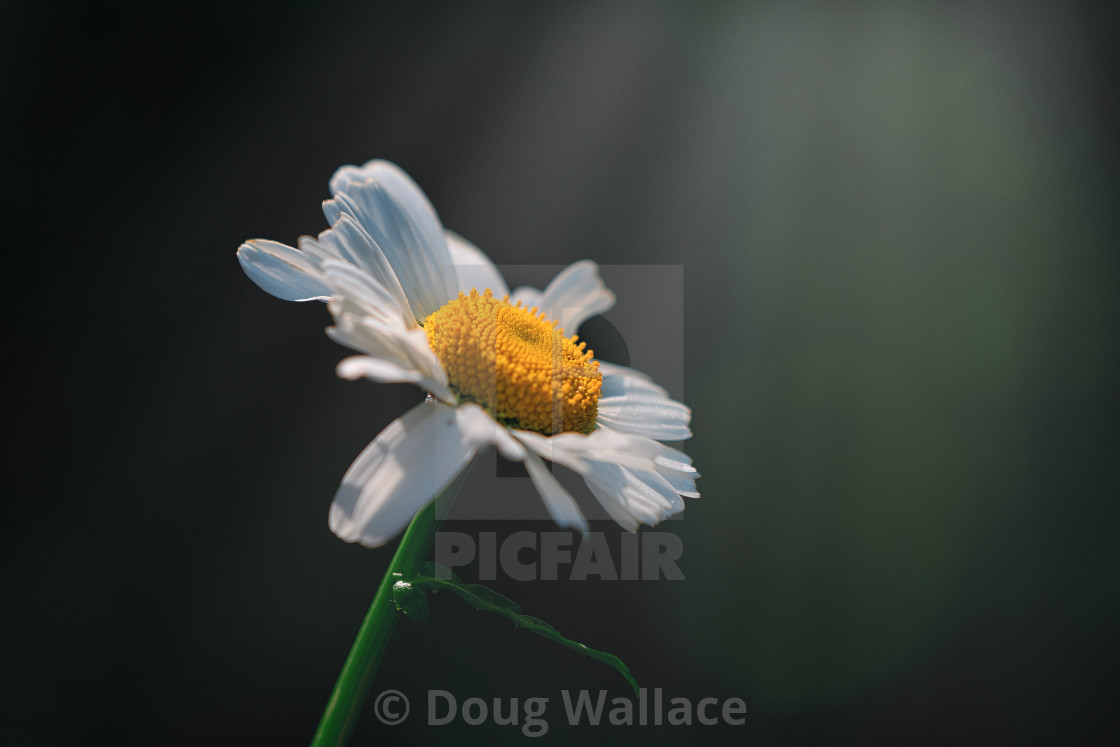 "A Sunlit Daisy, Cambridge UK." stock image