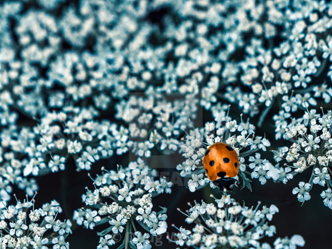 "Ladybird and Flower." stock image