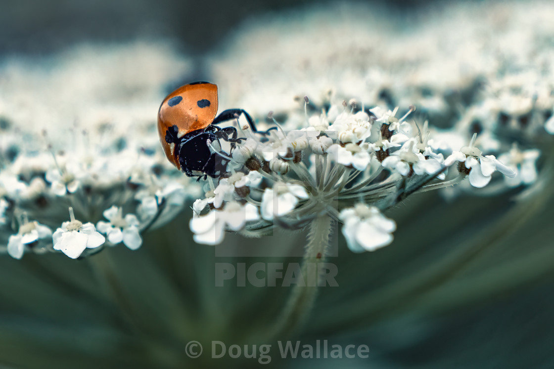 "Ladybird in Macro." stock image