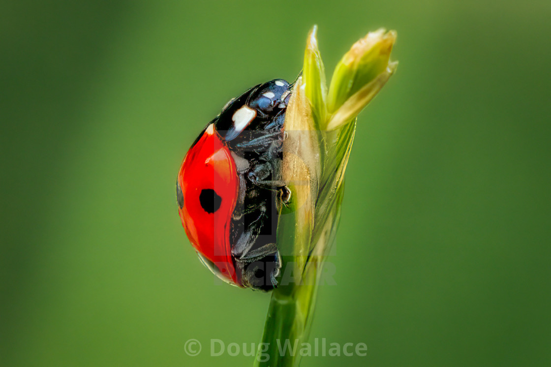 "A resting Ladybird." stock image