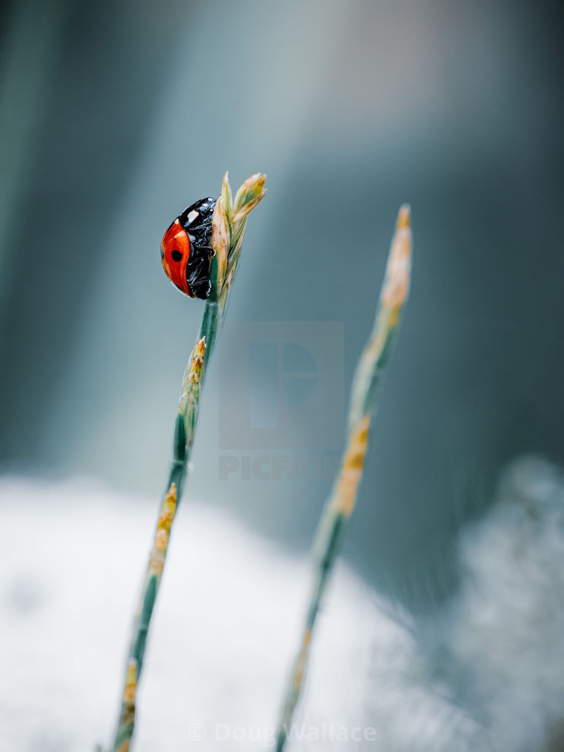 "Ladybird on a grass stem, Cambridge UK." stock image