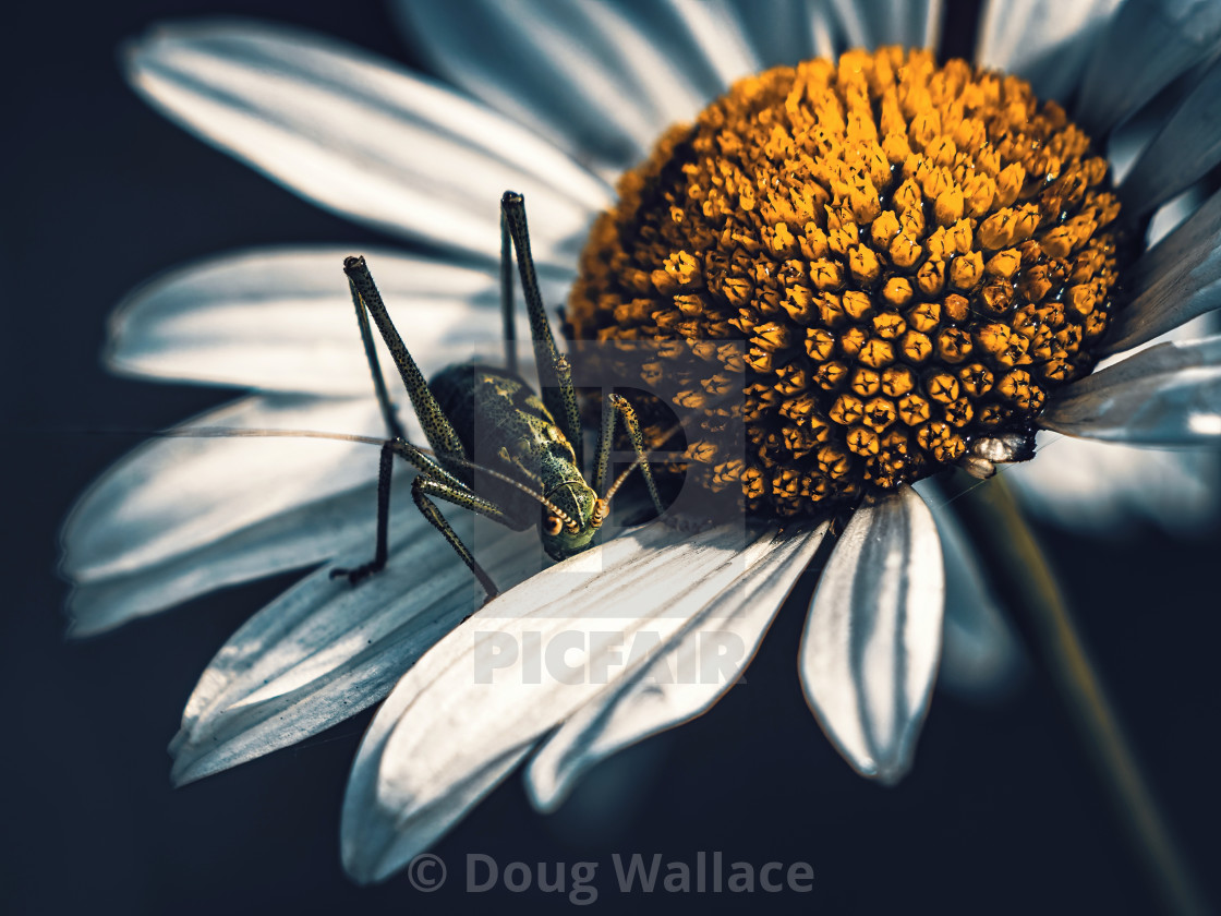 "Grasshopper and daisy, Cambridge UK." stock image