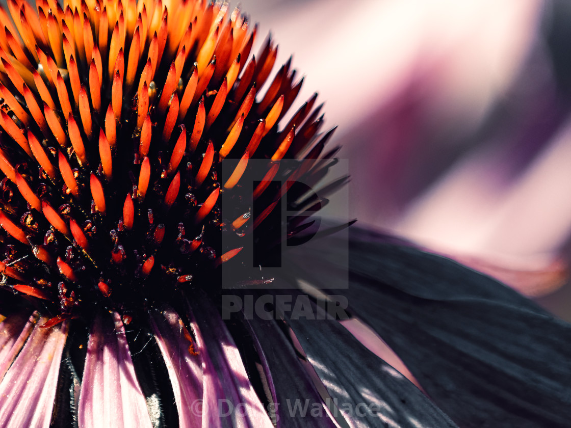 "Coneflower in bloom." stock image