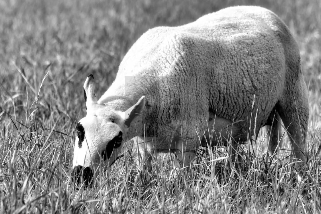 "Grazing Sheep, Cambridge UK." stock image