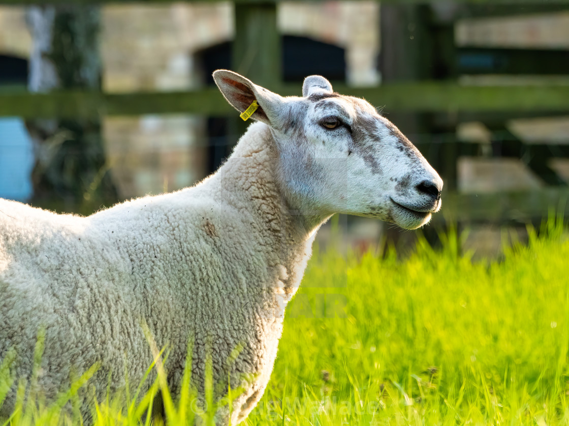 "Grazing Sheep, Cambridge UK." stock image