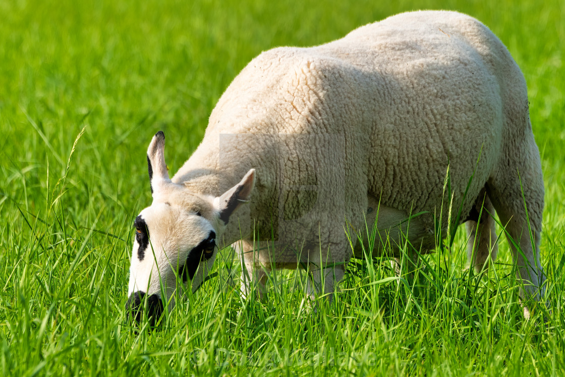 "Grazing Sheep, Cambridge UK." stock image