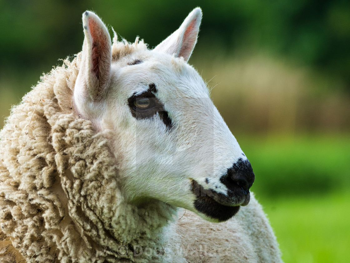 "Sheep from Cambridge UK." stock image