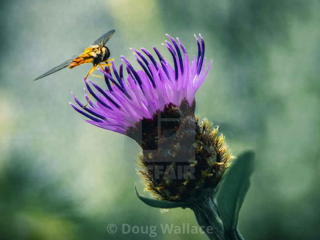 "Hoverfly collecting pollen, Cambridge UK." stock image