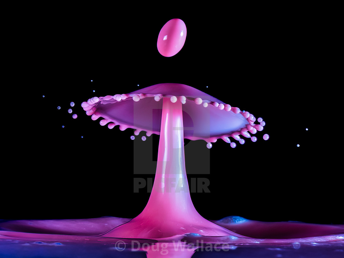 "Pink waterdrops." stock image