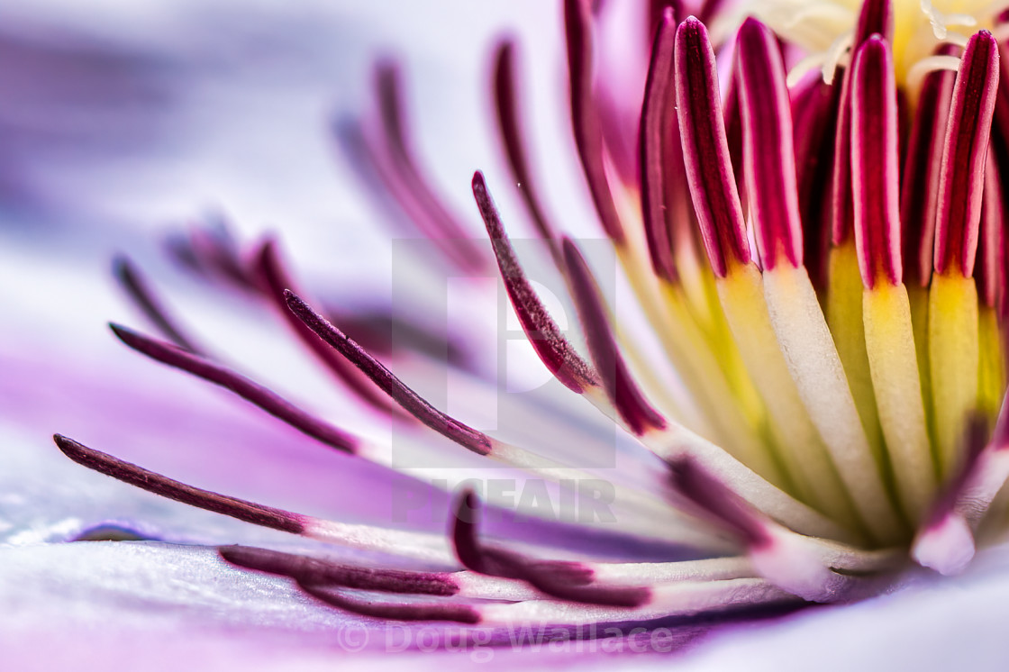 "Passion flower in macro." stock image