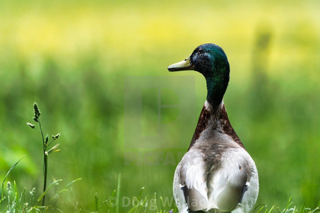 "A lone duck by The River Cam." stock image