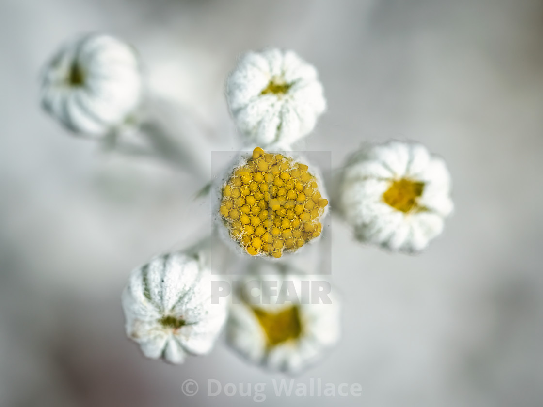 "Dusty Miller Flower in macro." stock image