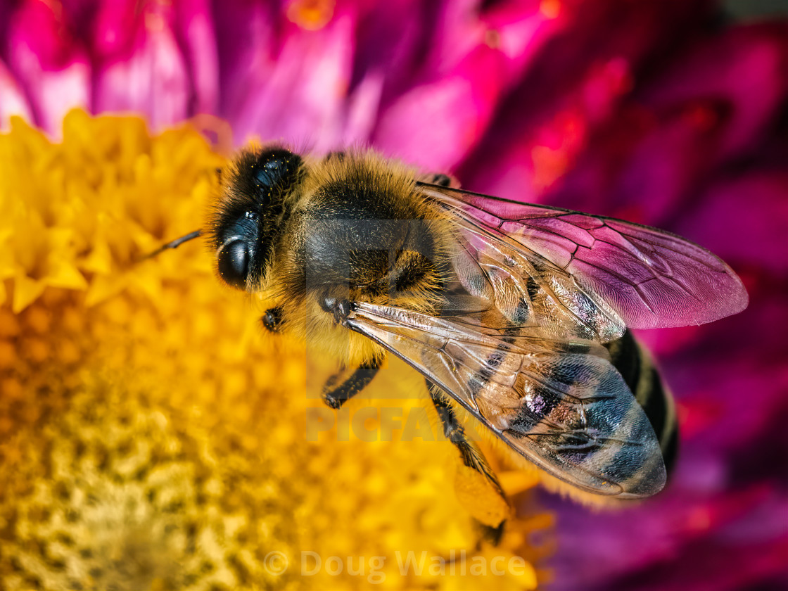 "Honey bee in macro." stock image