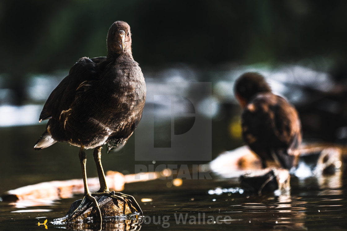 "Juvenile Moorhen at sunrise." stock image